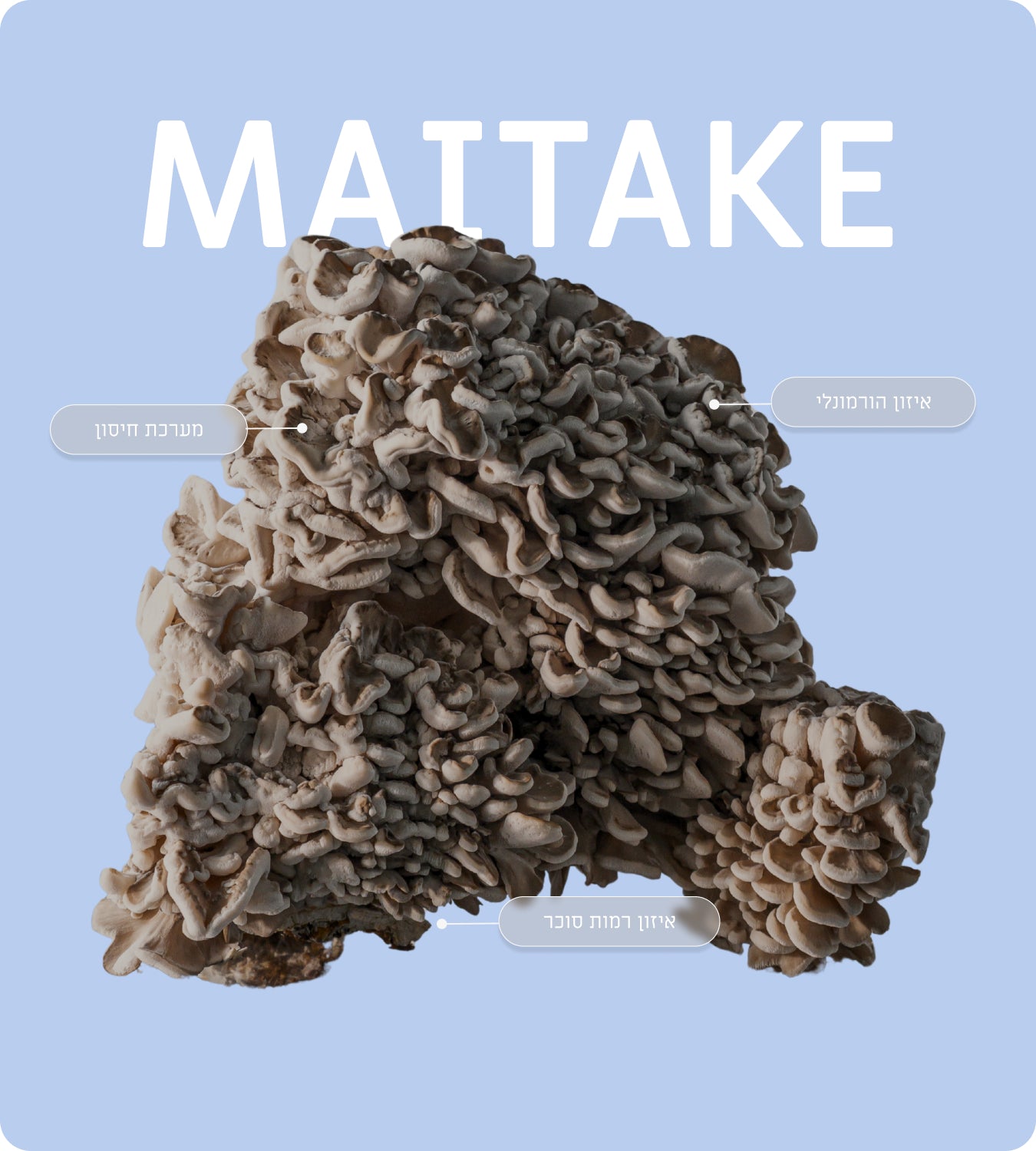 Cordyceps Image