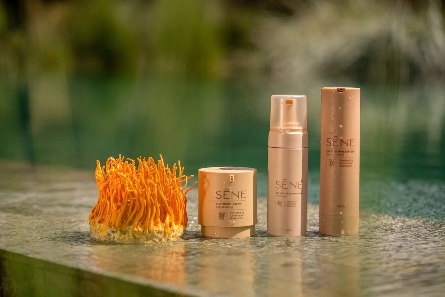 פטריות המרפא מגיעות לעולם הטיפוח