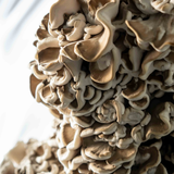 Extract of Maitake