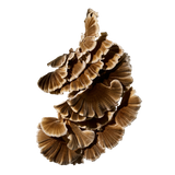 תמיכה חיסונית