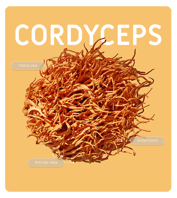 Cordyceps Image