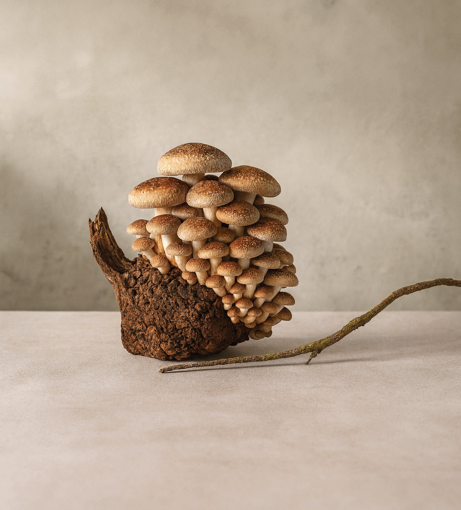 תמונת שקופית