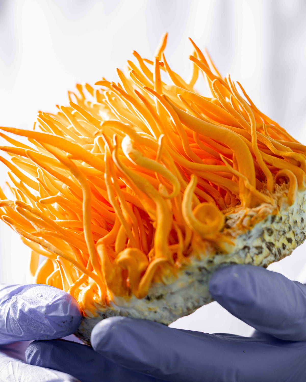 תמונת שקופית