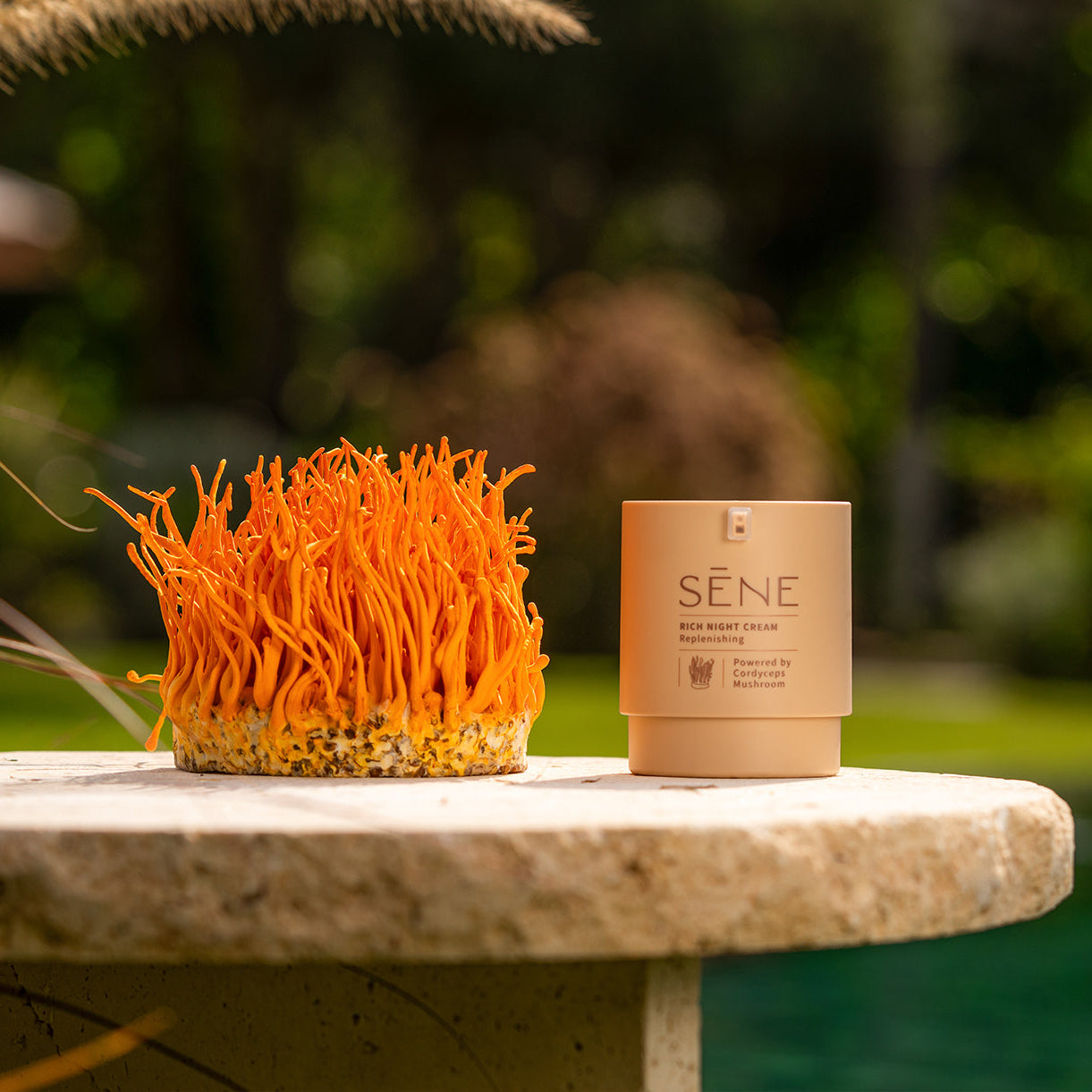 SĒNE Rich Night Cream — קורדיספס