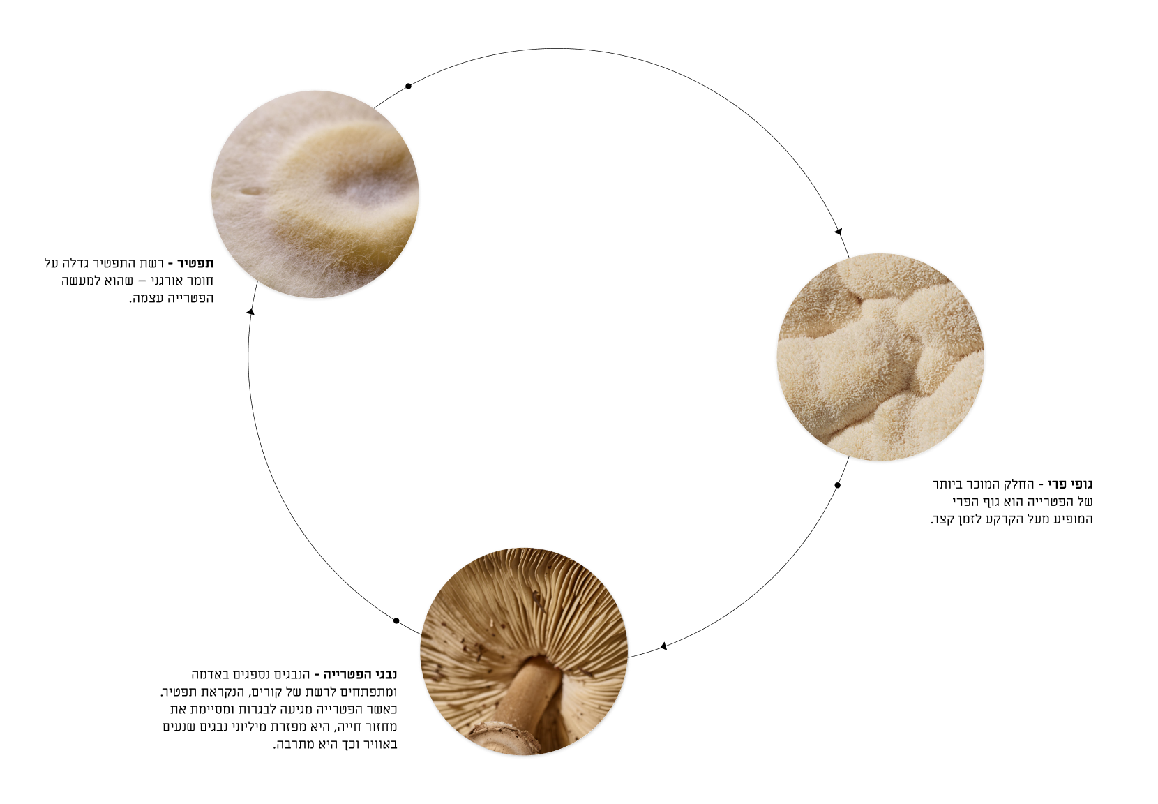 mushroom Image